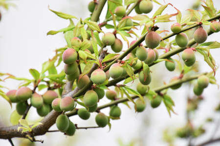 Fruits of Japanese apricotの写真素材