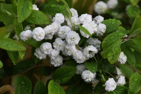 Spirarea prunifoliaの写真素材