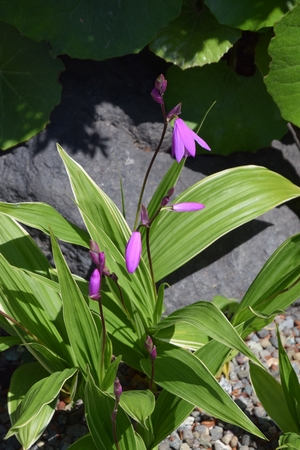 Hyacinth orchidの写真素材