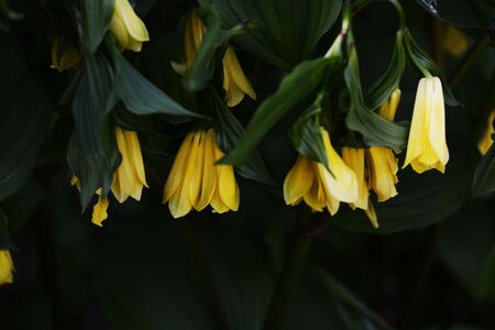 Disporum flavensの写真素材