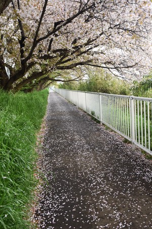 Cherry blossom petals on the pathの写真素材