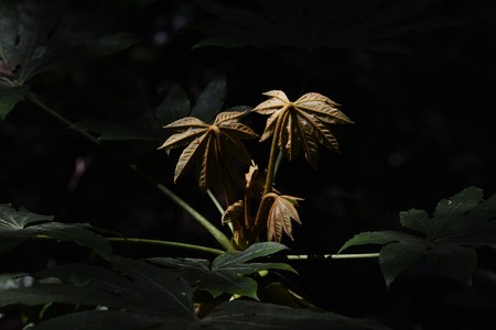 Young leaves of Japanese araliaの素材 [FY31099290352]