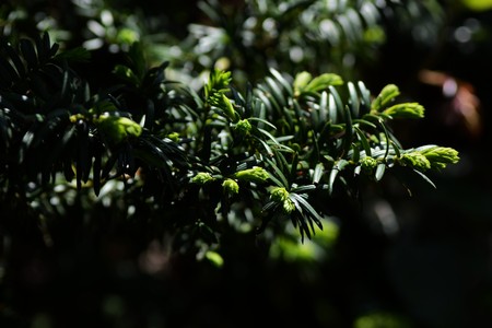 Sprouts of Torreyaの写真素材