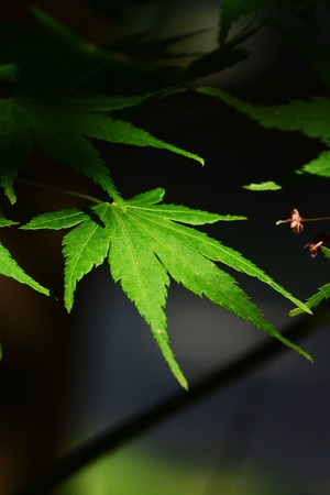 Fresh green Mapleの写真素材