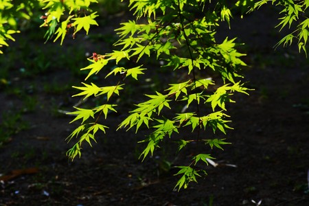Fresh green Mapleの写真素材