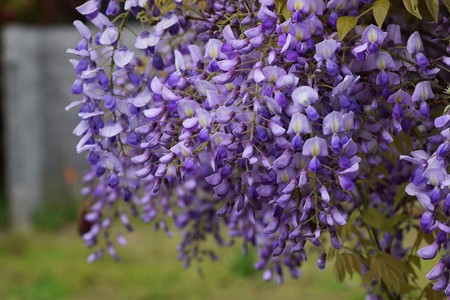 Japanese Wisteriaの写真素材