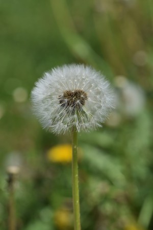 Dandelion fluffの写真素材
