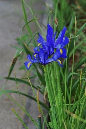 Dutch iris / blueの写真素材