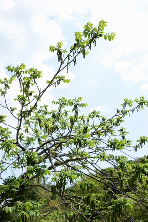 Flowers of Manchurian walnut