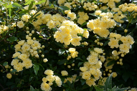 Yellow Banksia rose