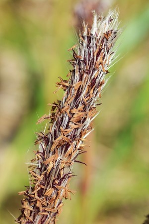 Cogon grassの写真素材