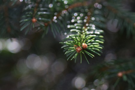 Leaves of Fir treeの写真素材