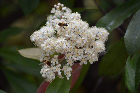 Red robin flowersの写真素材