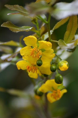 Mickey-Mouse plant flowersの写真素材