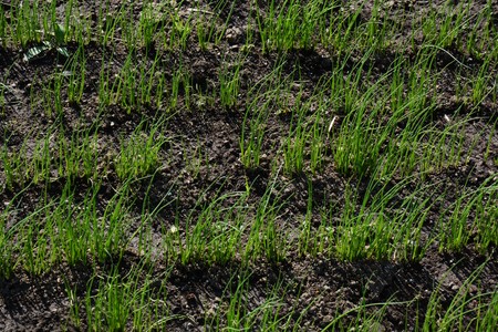 Raising seedlings of "Japanese leek"の写真素材
