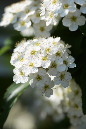 Reeves Spirea