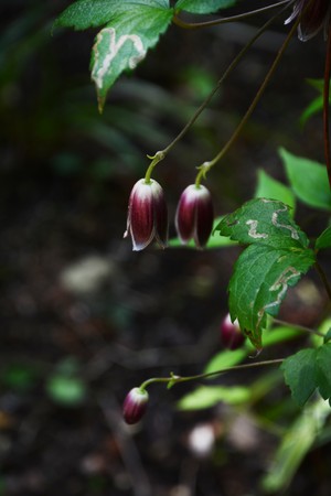 Clematis japonicaの写真素材