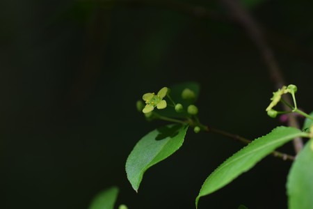 Flowers of Euonymusの写真素材