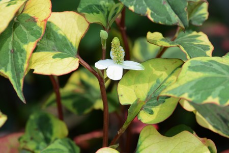 Chameleon plantの写真素材