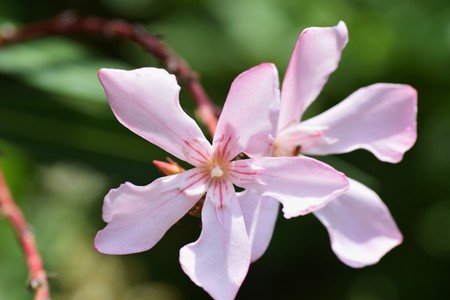 Oleander flowers