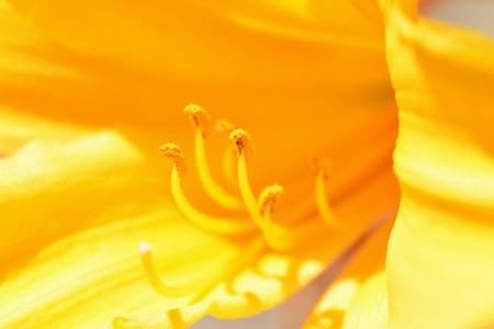 thunberg lilyの写真素材