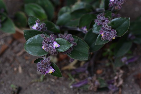 Flowering inch plantの写真素材