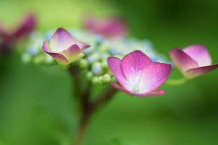 Season of Hydrangeaの写真素材