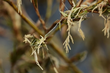 Bamboo flowers