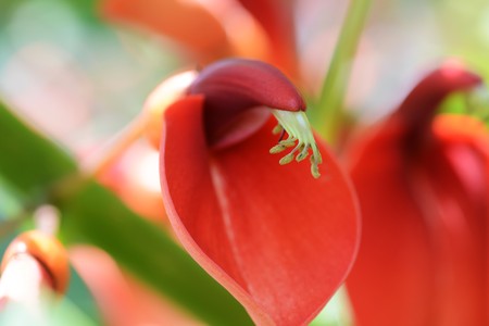 Cock coral treeの写真素材