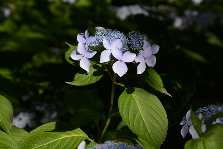 Hydrangea petalsの写真素材