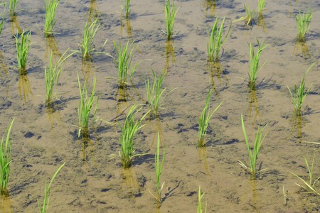 Rice plantinngの写真素材