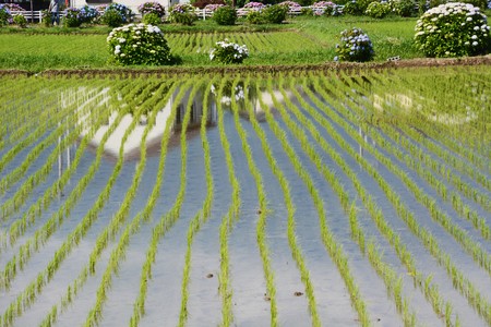 Rice plantinngの写真素材