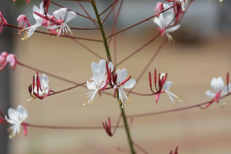 White gauraの写真素材