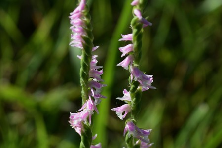 Spiranthes sinensisの写真素材