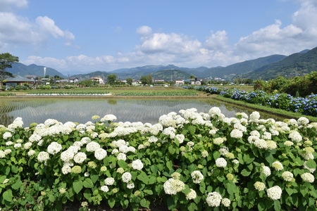 Hydrangea in full blooming rural areaの写真素材
