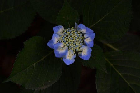 Bisexual flowers of lacecap hydrangeaの写真素材