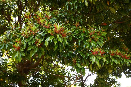 Nuts of Machilus thunbergii