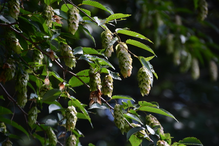 Fruits of Japanese hornbeam