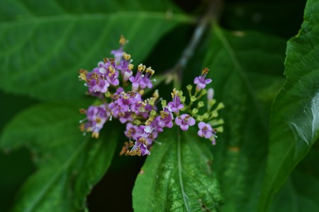 Flowers of Japanese beautyberryの写真素材