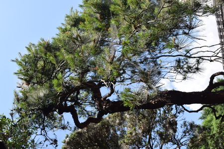 A weeping Japanese red pine tree