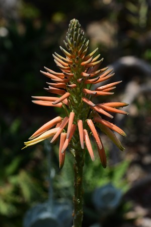 Aloe flowersの写真素材