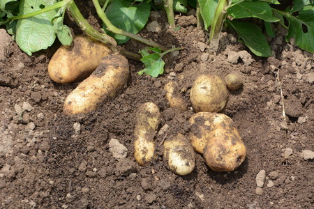 Potato harvestの写真素材