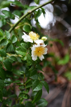 Japanese roseの写真素材