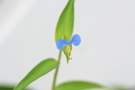 Asiatic dayflower / Backgroundの写真素材