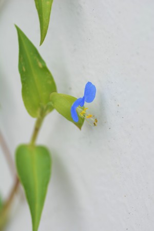Asiatic dayflower / Backgroundの写真素材