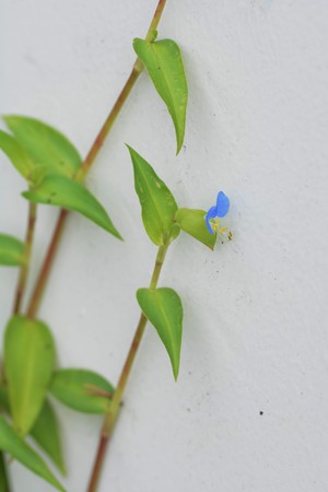 Asiatic dayflower / Backgroundの写真素材
