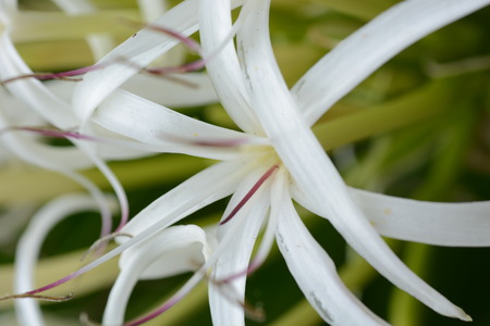 Crinum flowersの写真素材