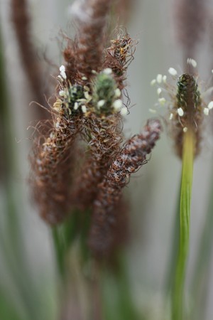 Ribwort plantainの写真素材