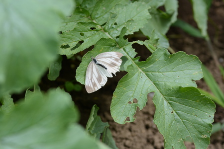 Pieris meleteの写真素材
