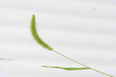 Green foxtailの写真素材